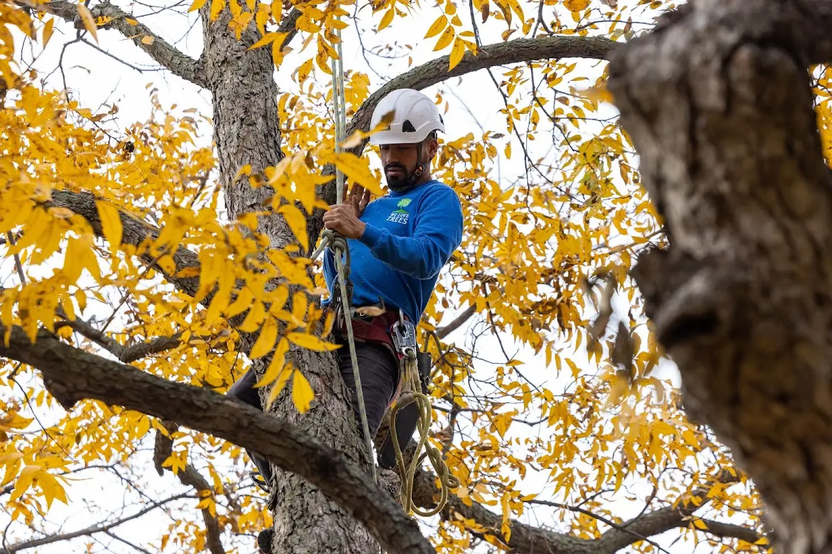 Skilled Tree Trimming crew working in Washington